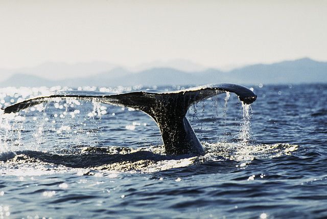 Cabo San Lucas Whale Watching