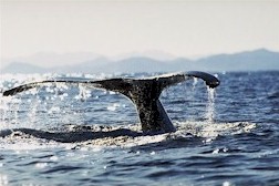 A playful visiting humpback whale.